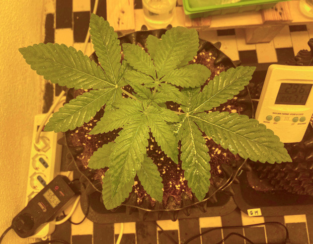 Куст Chemical Bride от GHS на 2 неделе