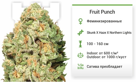 описание сорта Fruit Punch