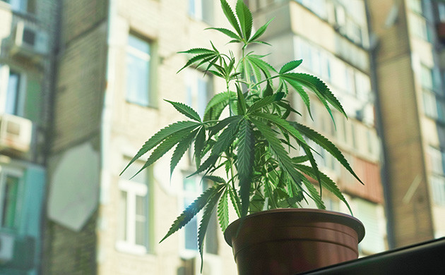 Места для культивации конопли