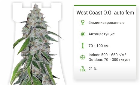 West Coast O.G. auto fem (FastBuds)