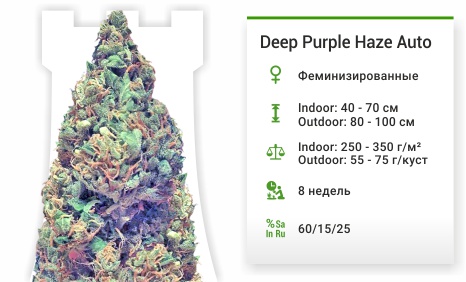 Deep Purple Haze Auto