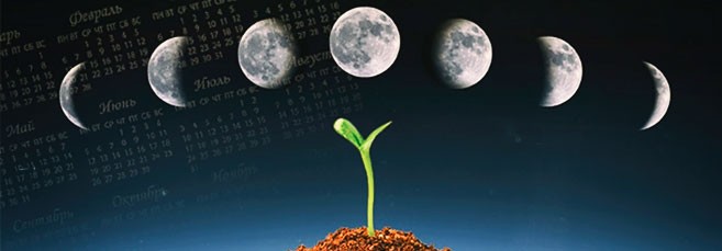 В какую фазу луны выращивать коноплю