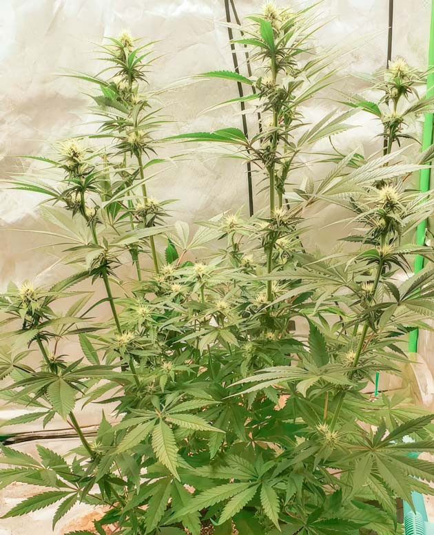 Куст Cafe Racer на стадии цветения