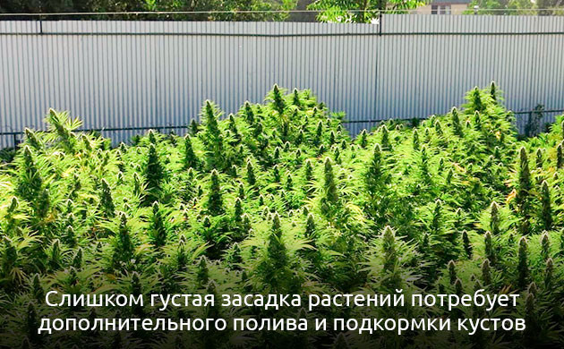 Сколько кустов конопли можно выращивать на 1 м2 в открытом грунте