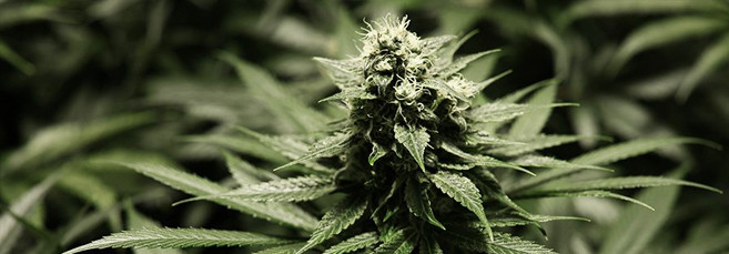 Созревание автоцветущей марихуаны