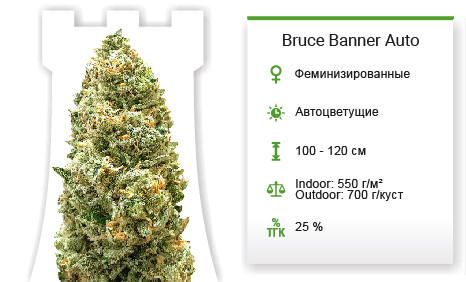 Bruce Banner Auto от Monster Genetics