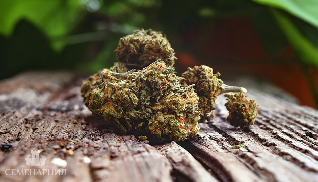 Соцветия марихуаны