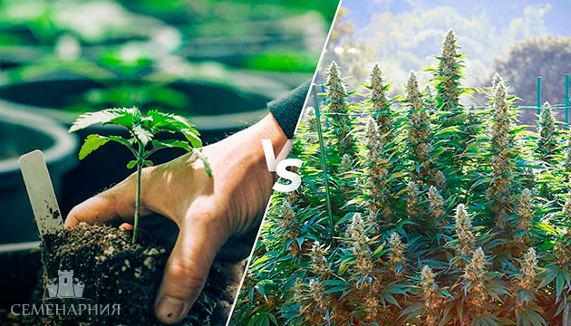 Что выбрать: грядку или горшок для выращивания конопли в аутдоре Горшок или грядка: выбор для аутдора