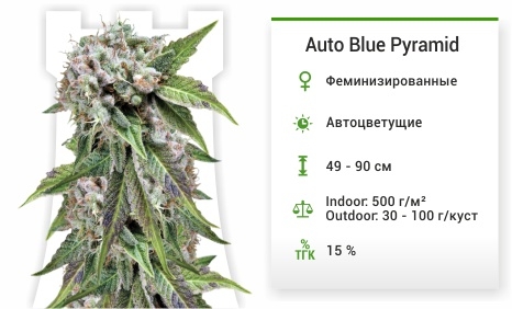 описание сорта ​Auto Blue Pyramid