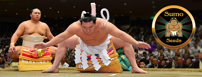 5 автоцветов Sumo Seeds, которые собьют вас с ног!