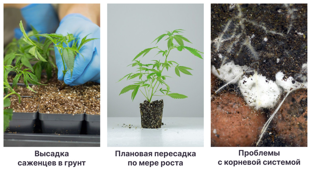 В каких случаях конопле нужна пересадка