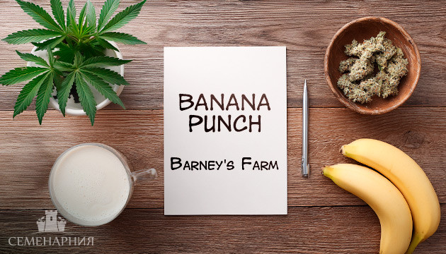 Выращивание сорта марихуаны Banana Punch от Barney's Farm