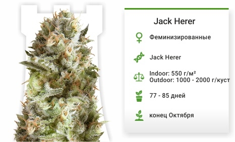 описание сорта Jack Herer 