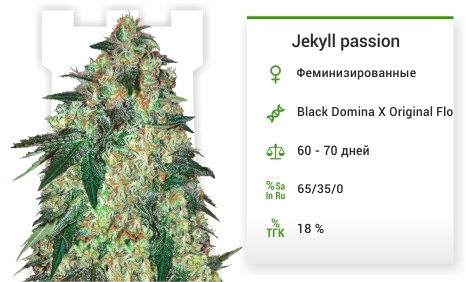 описание сорта Jekyll passion