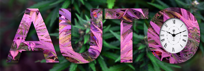 Как цветут автоцветущие сорта?