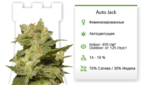 Auto Jack от Paradise Seeds