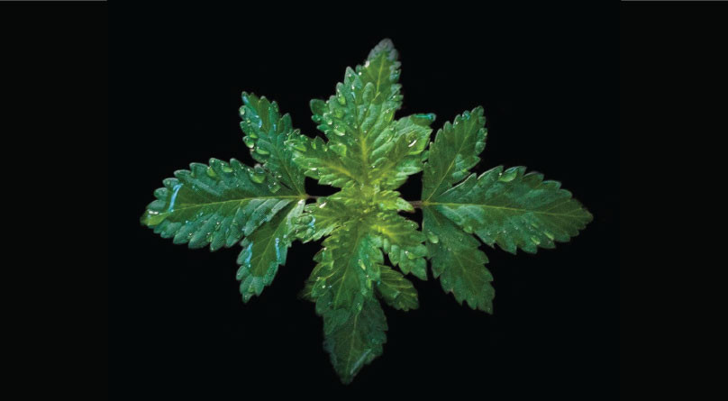 Куст конопли