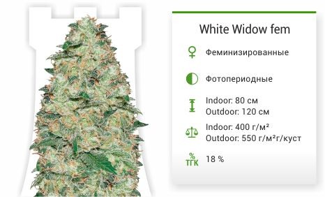 White Widow от Vision Seeds