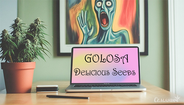 Выращивание сорта Golosa