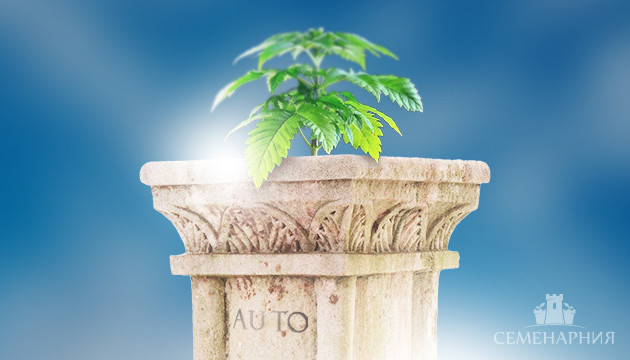 Автоцветущая конопля