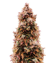 Totally Alpha OG Auto fem (AlphaFem Seeds)