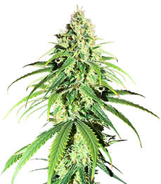 Glue Sherbert fem (AlphaFem Seeds)