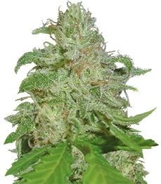 Sweet Black Angel fem (Samsara Seeds)