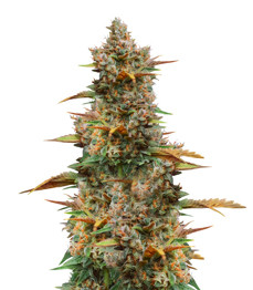 Godzilla Cookies Auto fem (Herbies Seeds)