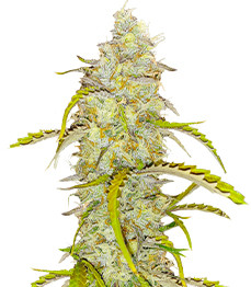 Black Herer Autoflower fem (Easy Grow Seeds)