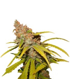 Pineapple Chunk fem (Barney's Farm)