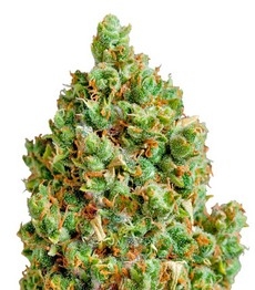 Critical Kush fem (Barney's Farm)