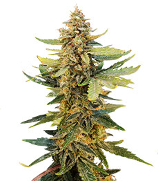 Guava Auto fem (FastBuds)