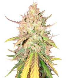 Sugar Candy fem (Delicious Seeds)