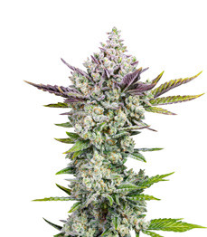 Gorilla Cookies Auto fem (FastBuds)