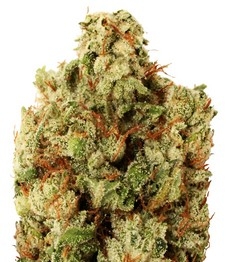 Green Ninja fem (Heavyweight Seeds)
