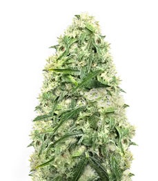 Doctor’s Choice #1 Auto fem (Doctor’s Choice)