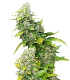 White Rhino fem (Nirvana Seeds)