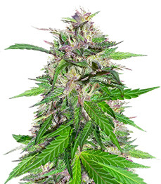 Jealousy Kush fem (Seedkeepers)