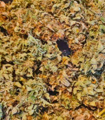 Семена сорта Also Know 47 Autoflower fem (Seedkeepers)