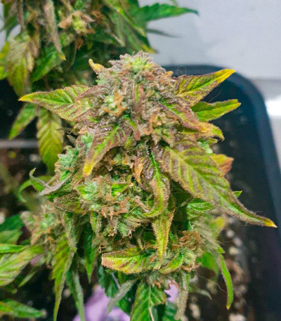 Сорт HighCloudZ Auto fem от Green House Seeds