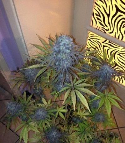 Сорт Royal Highness fem (Royal Queen Seeds)