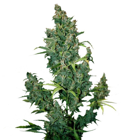 Сорт Tundra #2 Auto fem