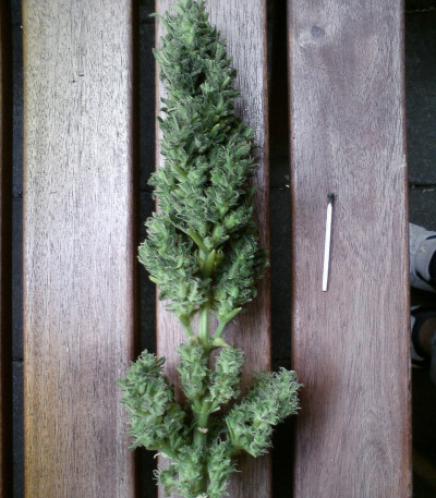 Сорт Lowryder Auto fem (Doctor's Choise)