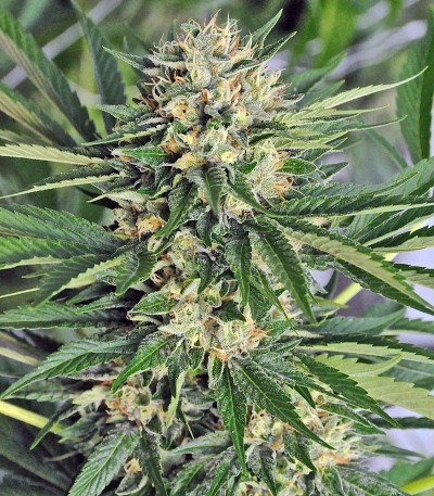 Сорт Dr. Greenthumb’s Em-Dog by B-Real fem