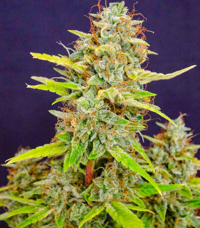 Сорт Keep Frosted Guava Autoflower fem (Seedkeepers)