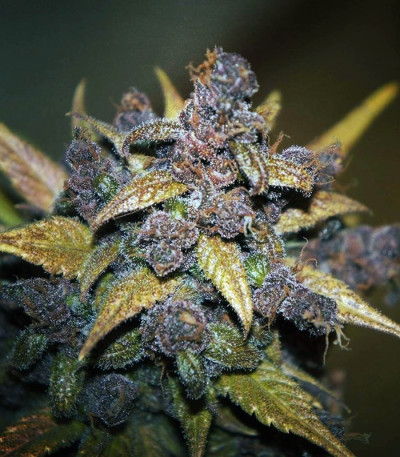 Сорт LSD-25 Auto fem