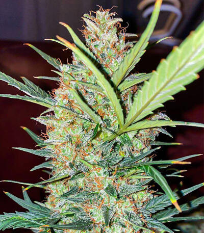 Gorilla Glue #4 Fast Version fem (Easy Grow Seeds)