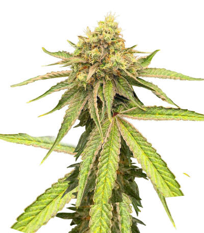 Сорт Watermelon Zkittlez Fast Version fem (Easy Grow Seeds)