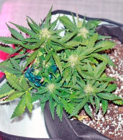 Сорт Fast Bud Auto fem (Sweet Seeds)