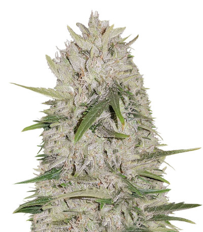 Сорт White Cheese Auto fem (Sumo Seeds)